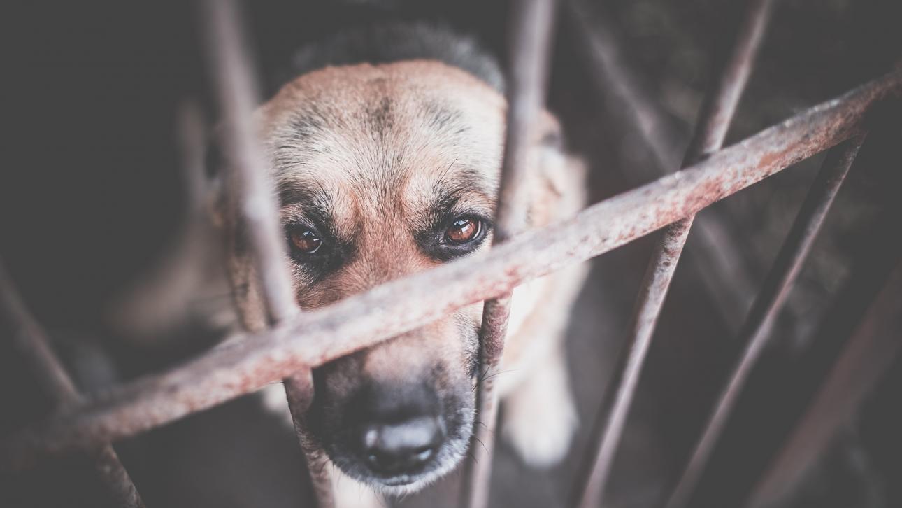 Chien triste derrière les barreaux d'une cage rouillée