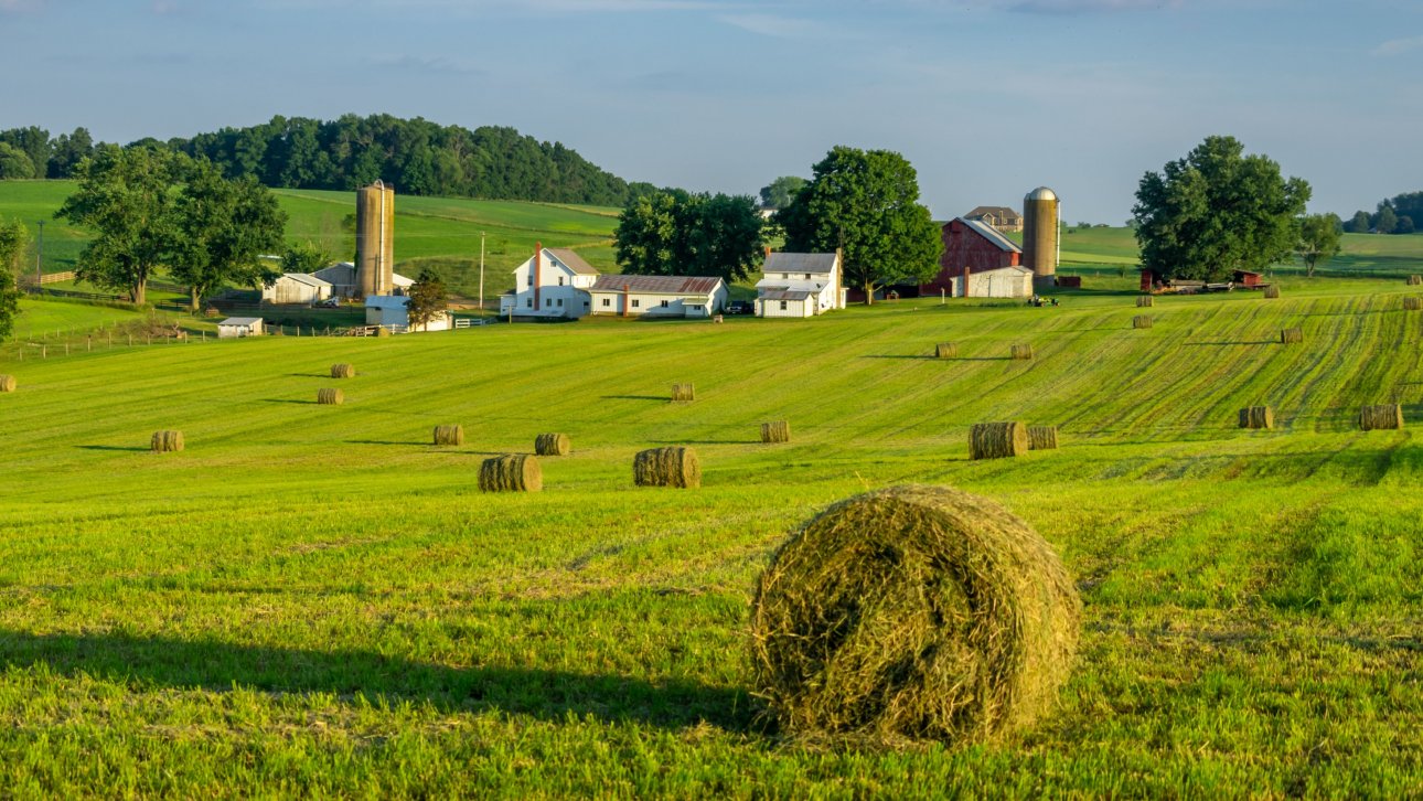 Farmland in summer